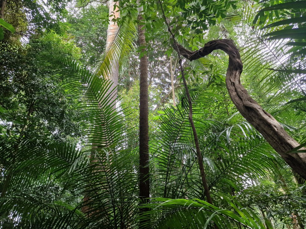 Prales v Botanickej záhrade v Singapure